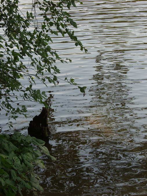 The Rappahannock River at George Washington's Ferry Farm.