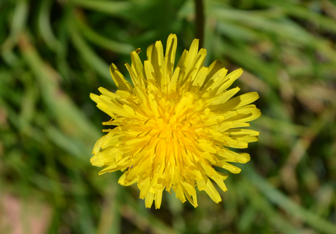 Urban Nature Native Plants (1)