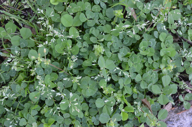 Urban Nature Native Plants (2)