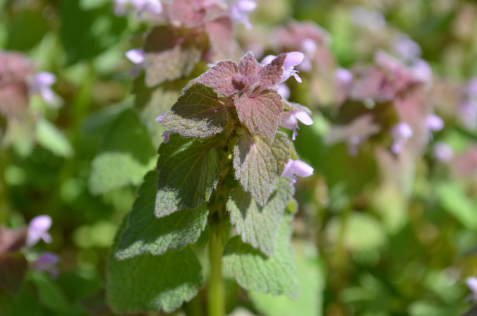Urban Nature Native Plants (4)