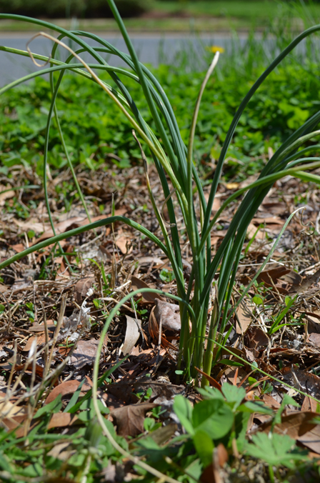 Urban Nature Native Plants (5)