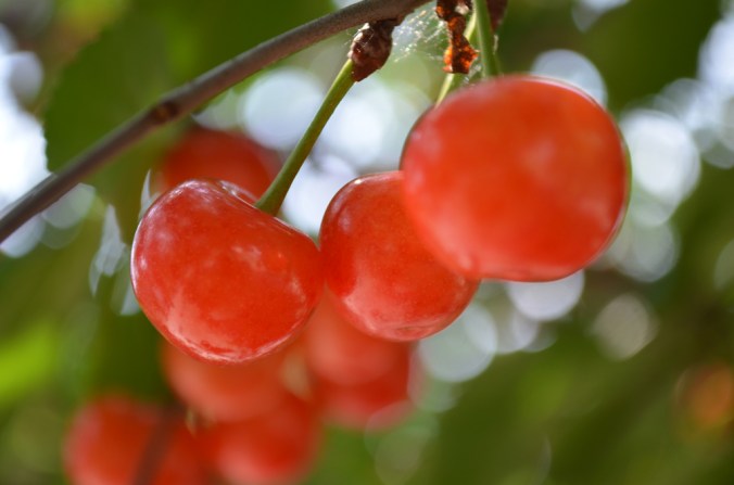 Cherries on the cherry trees in the Demonstration Garden. 