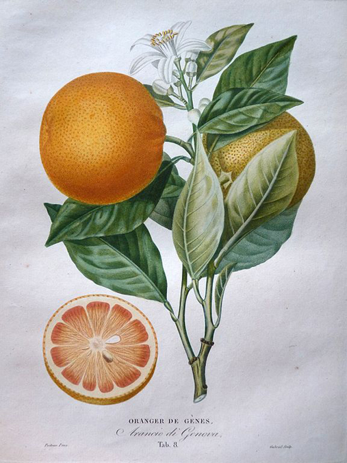 Orange
