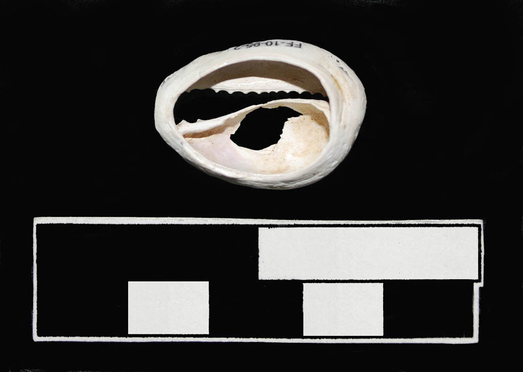 Recent research shows cowry shells were used as currency as part of the slave trade. The modifications to our cowries facilitate stringing them into groups of 40. These shells, originally from the east Indian Ocean, traveled to Virginia with their enslaved owners. Evoking memories of their African homeland and heritage, such familiar emblems helped comfort those who remembered a life of freedom and helped them to maintain elements of their culture.