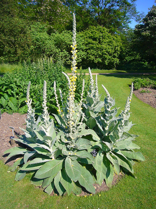 Mullein