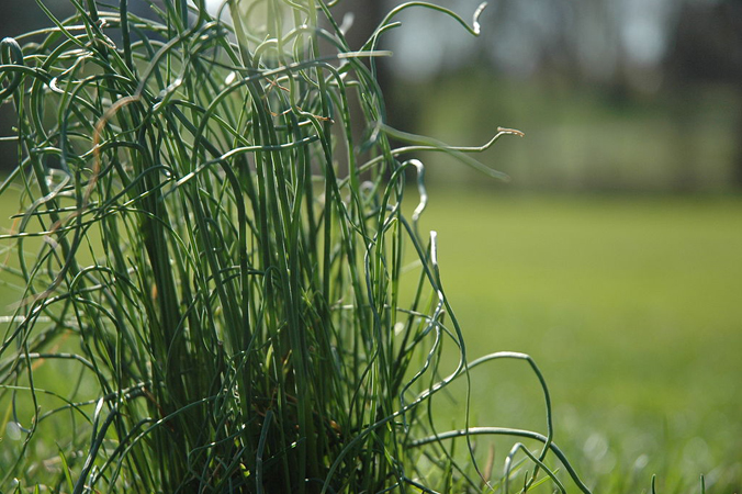Onion Grass
