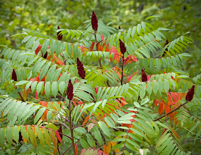 Staghorn Sumac