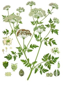 Hemlock in Köhler's Medizinal Pflanzen