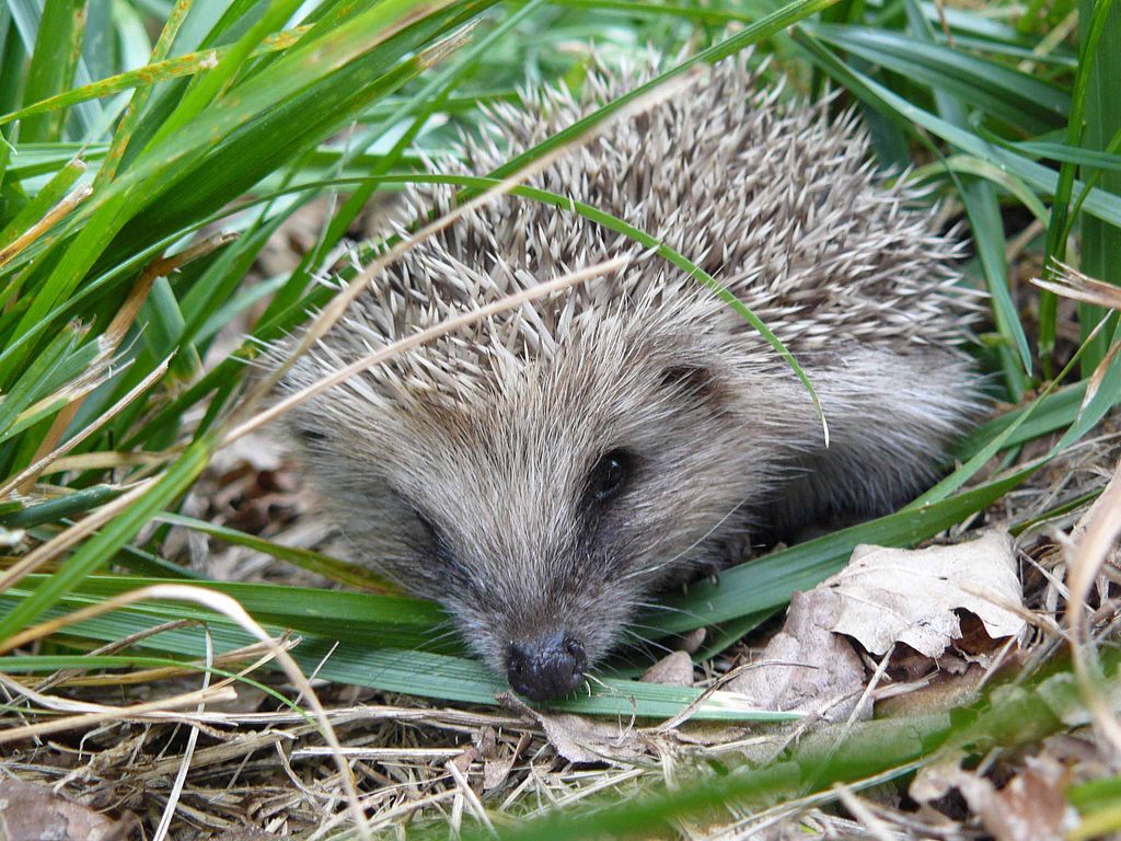 hedgehog-3