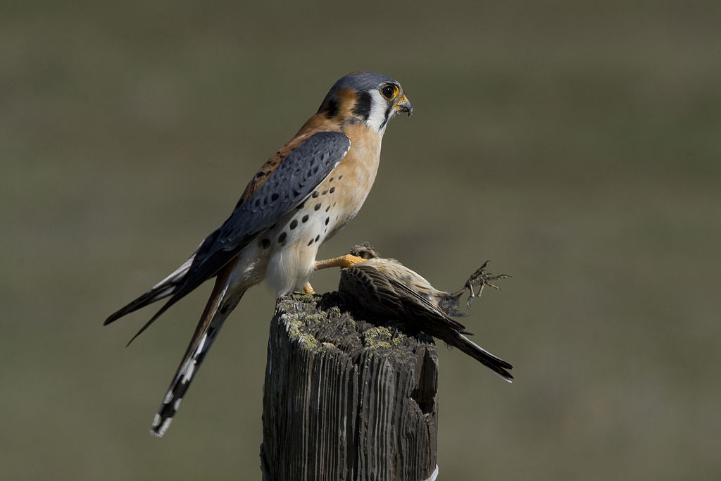 American Kestral