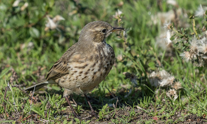 American Pipit