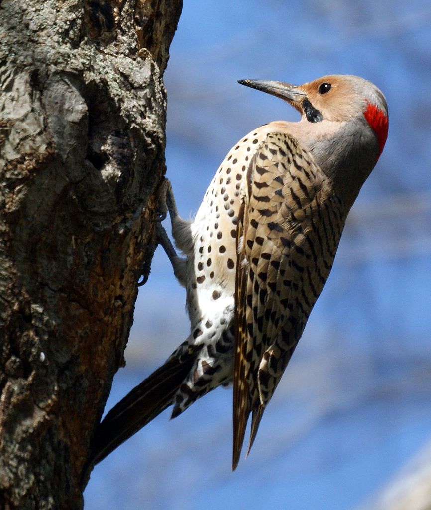 Northern Flicker