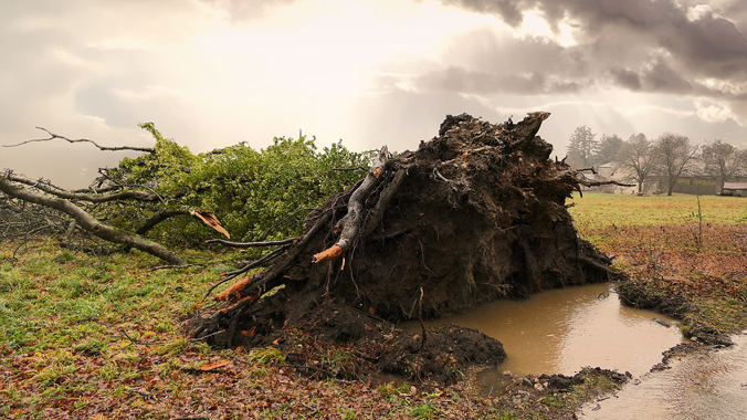 Uprooted Tree