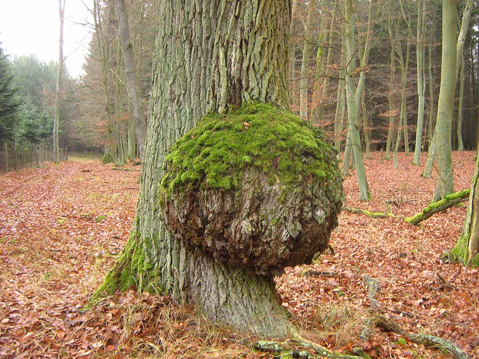 Burl on a oak tree