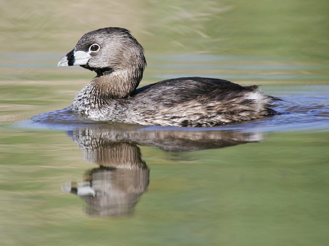 Pied-billed Grebe