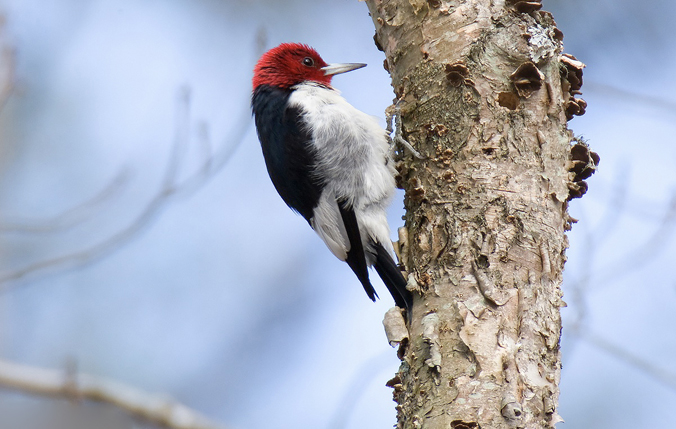 Red-headed Woodpecker