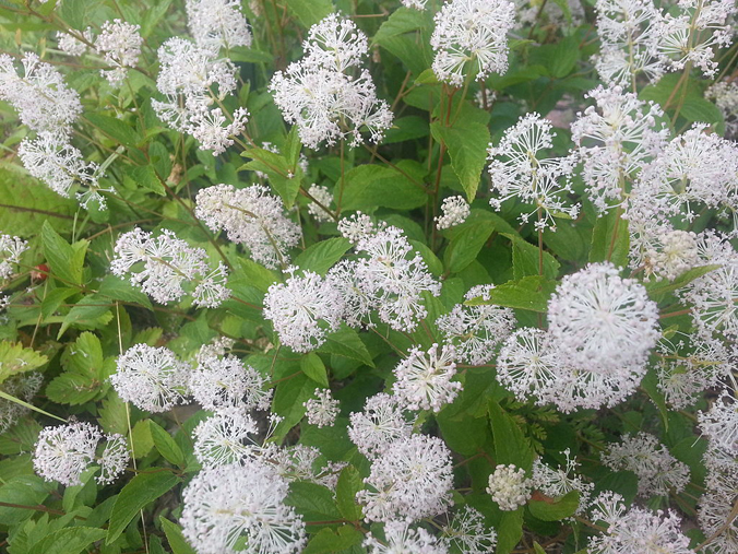 New Jersey tea (Ceanothus americanus)