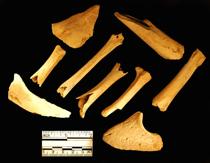 Assortment of Faunal Remains