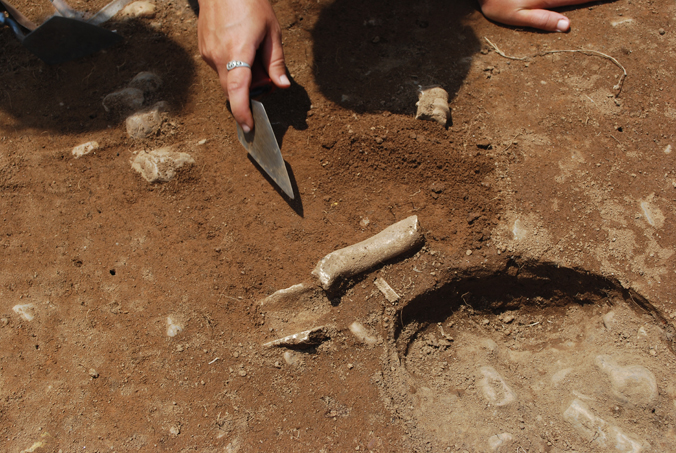 Excavated Bone