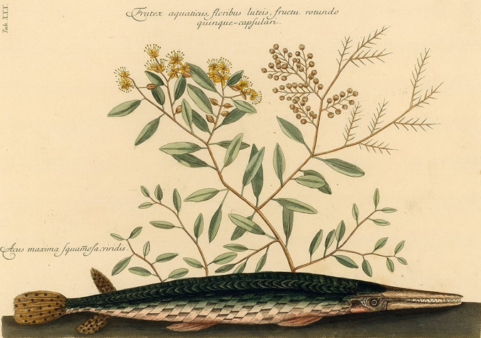 Longnose Gar by Mark Catesby