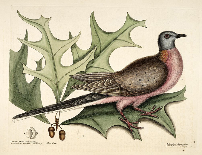 Passenger Pigeon by Mark Catesby